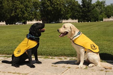 18 perros guía reclaman su acceso al transporte público junto a personas ciegas