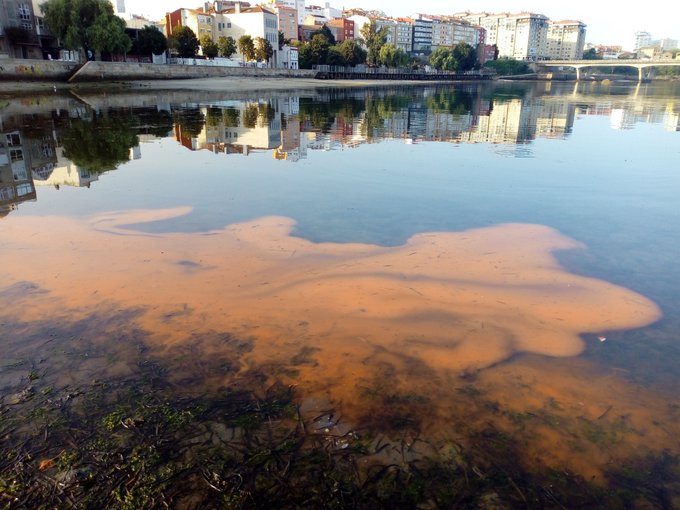 El IEO pide tu ayuda para hacer un seguimiento de las mareas rojas