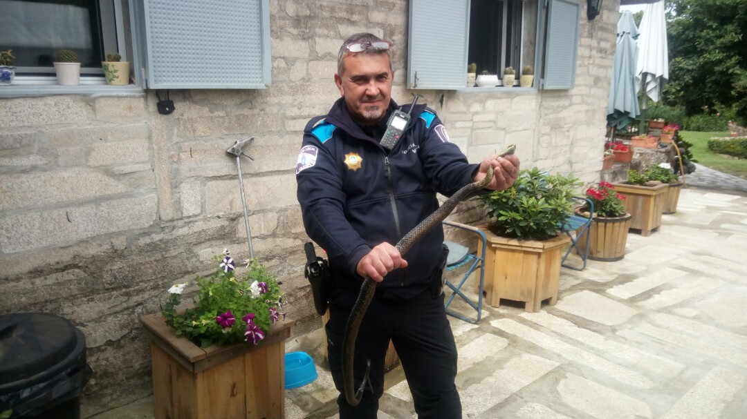 La Policía Local de Vigo retira una culebra de 1,20 metros de largo de una vivienda de la ciudad