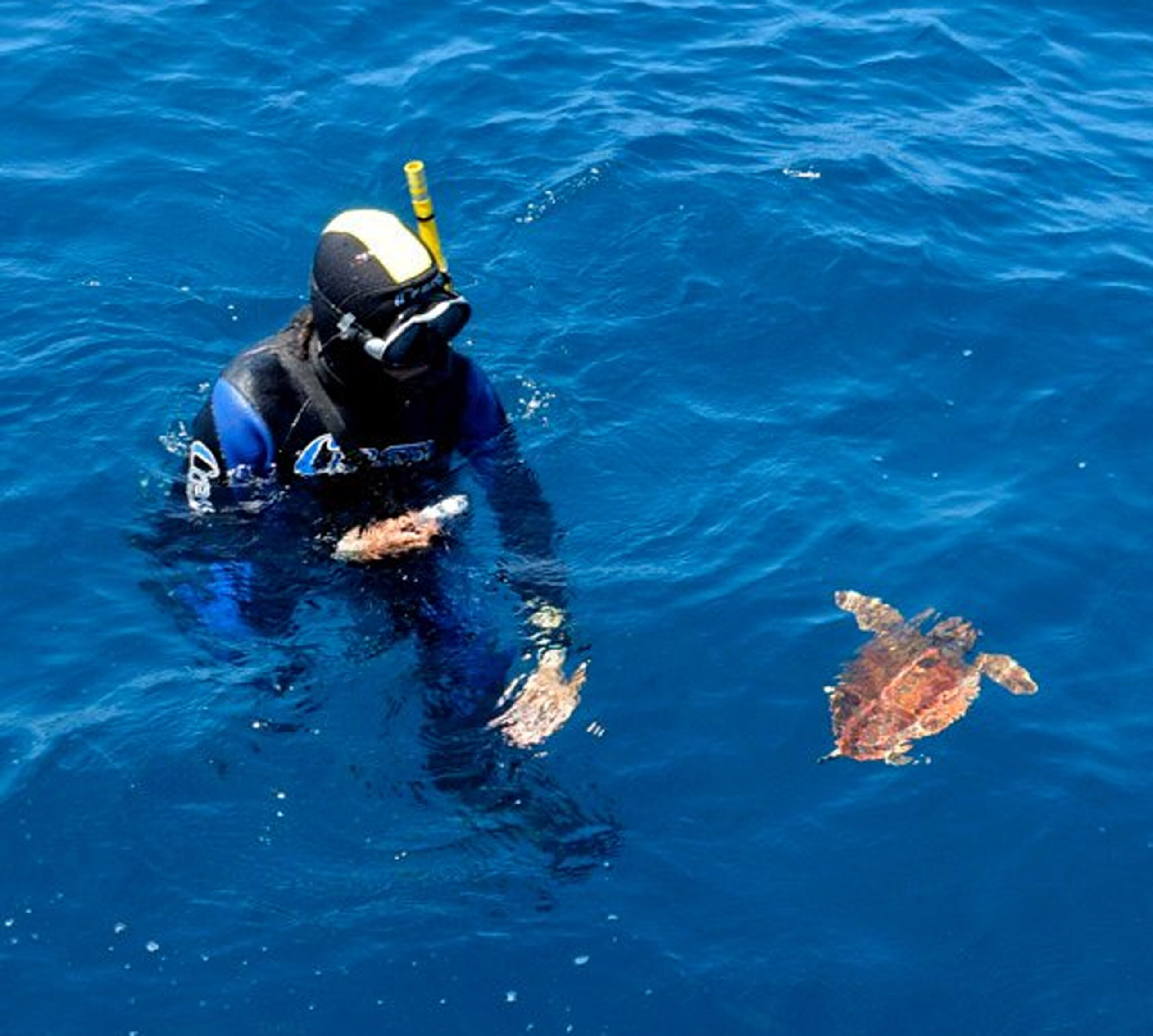 ‘Comanchita', a tartaruga rescatada en abril en Ons, regresa ao mar