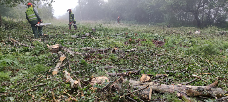 Greenpeace denuncia que Naturgy tala robles y castaños en los montes de A Madroa