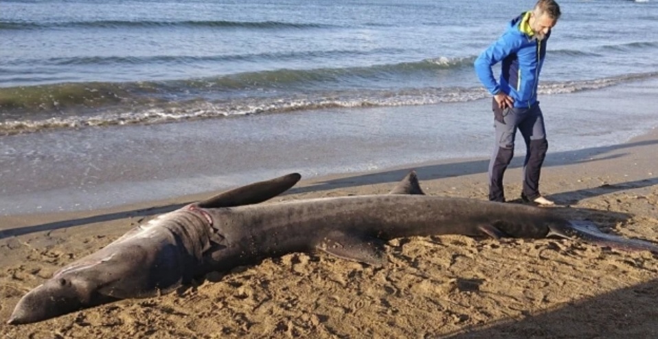 El tiburón que apareció en Oleiros, murió por una obstrucción causada por plásticos