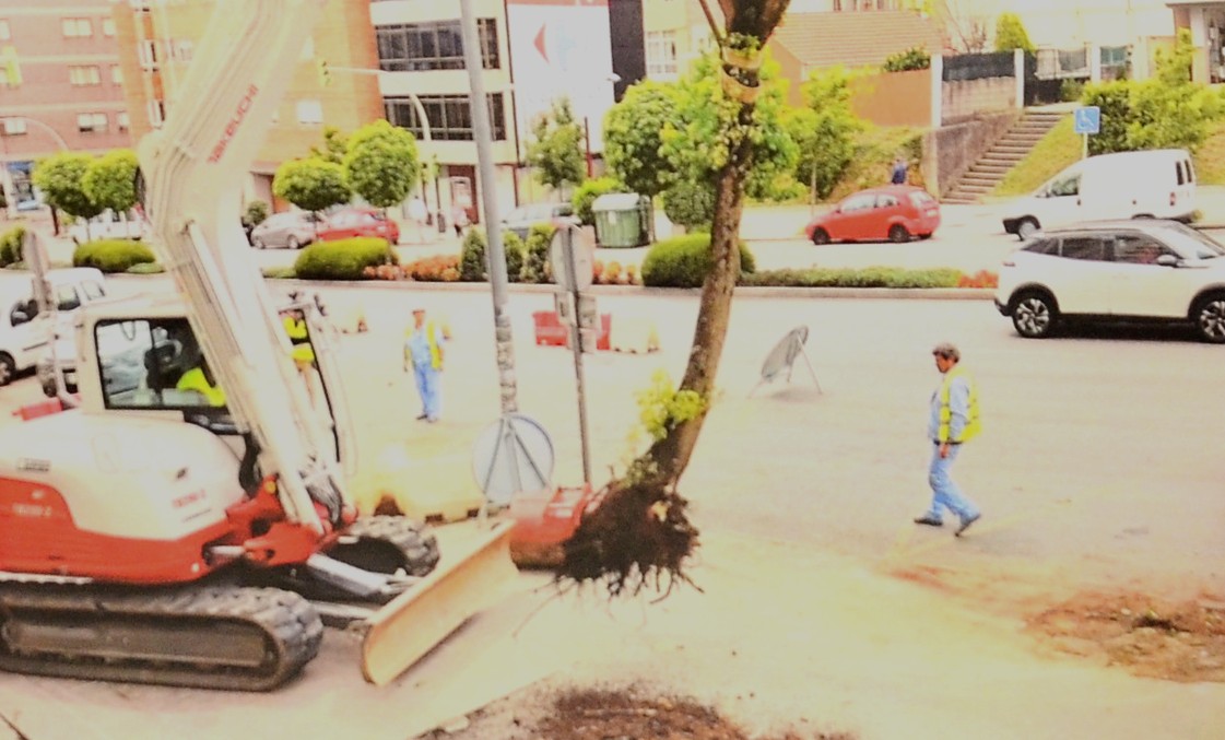 Nueva tala "injustificada" de árboles en Vigo