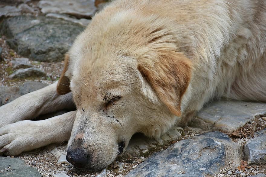 A Xunta reformará a lei para que se identifique aos animais de compañía mortos na vía pública