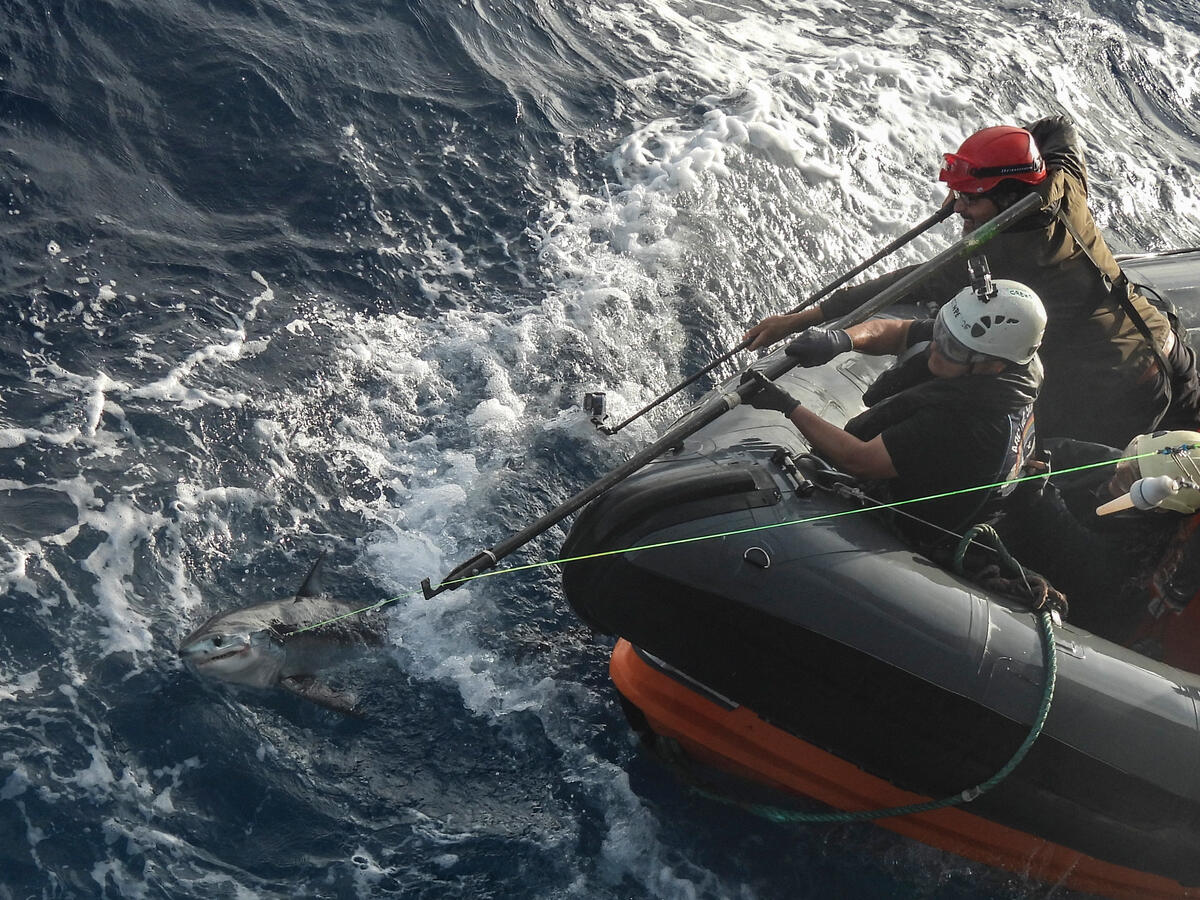 Greenpeace retira 30 kilómetros de arte de pesca industrial en el Atlántico Norte