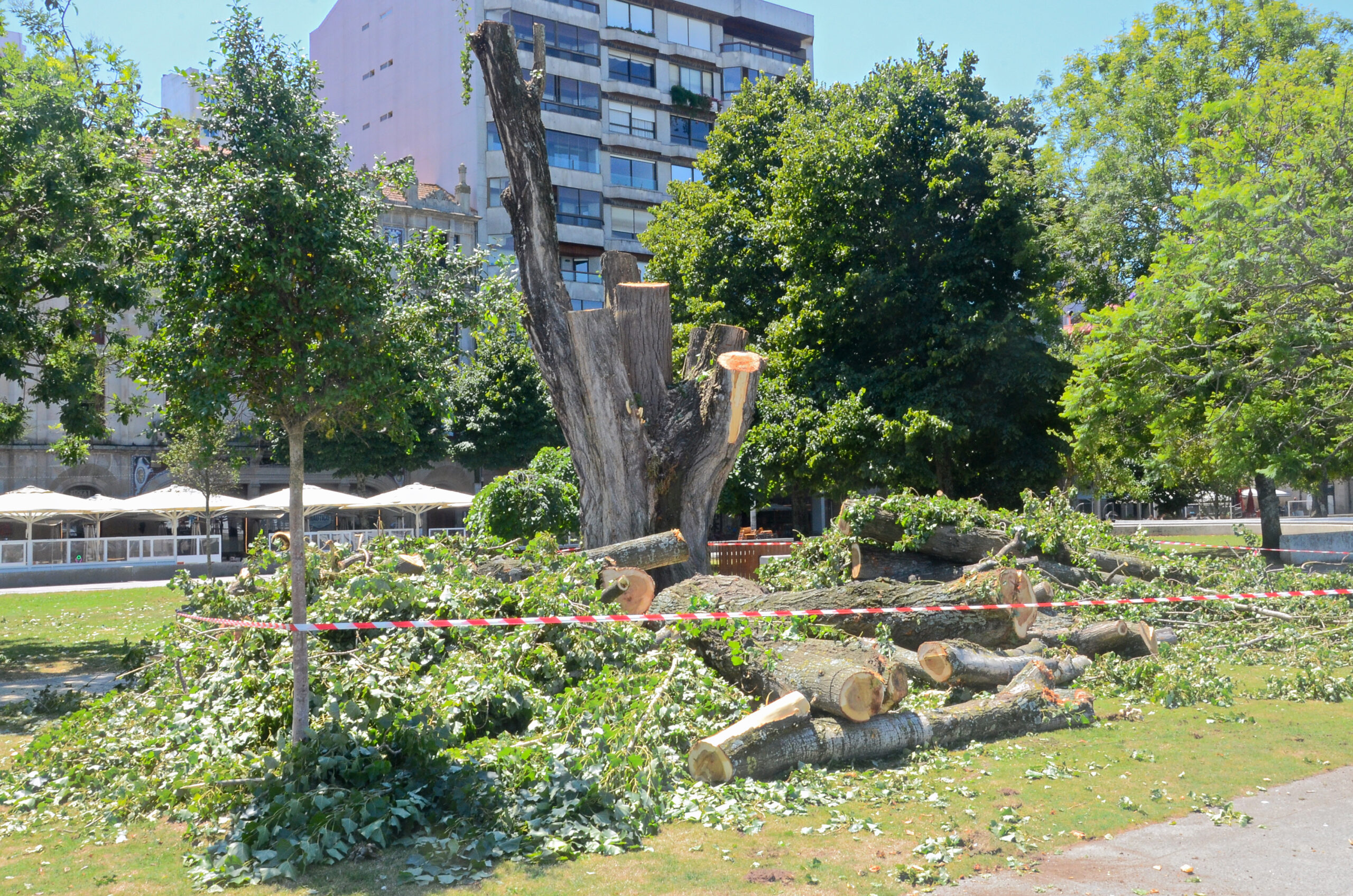 A talla de árbores en Vigo chega aos xardíns de Montero Ríos