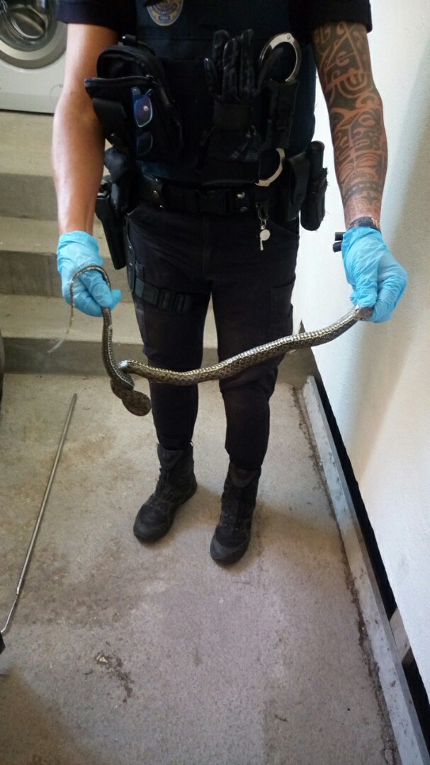 La Policía Local capturan dos serpientes de 1 metro de largo en dos viviendas de Vigo