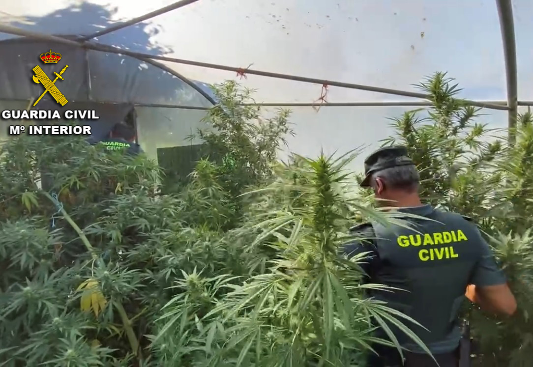 La Guardia Civil intensifica el control de las plantaciones de marihuana en la provincia de Pontevedra