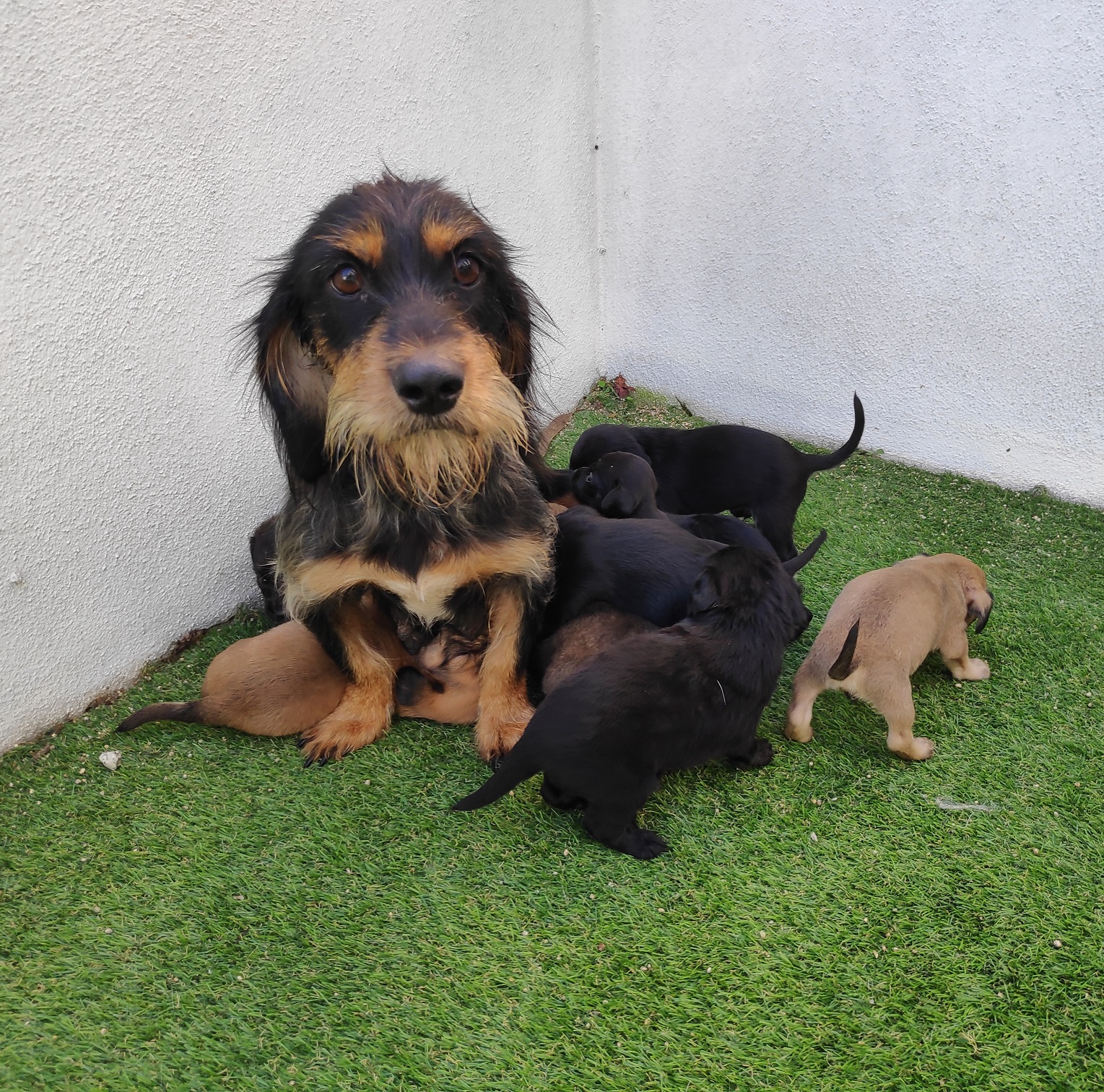 CAAN rescata en 48 horas dúas camadas cun total de 15 cachorros