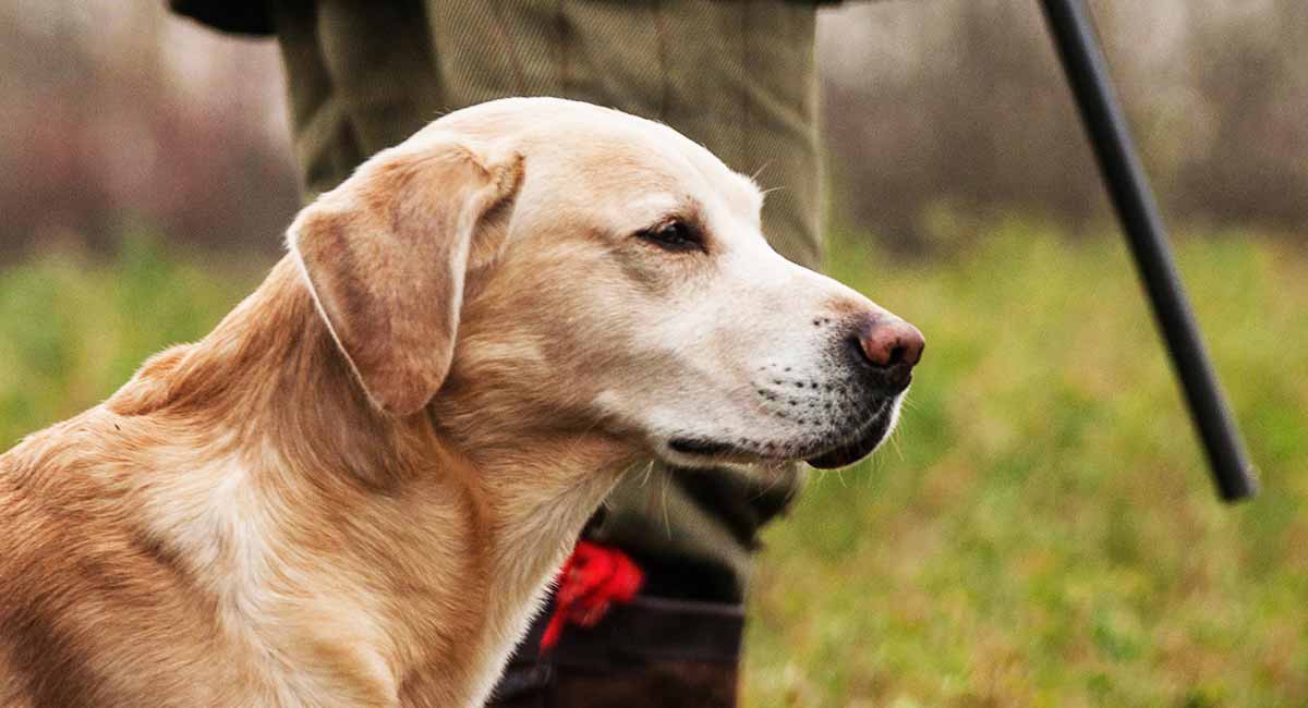 El PSOE pide excluir a los perros de caza de la ley de bienestar de los animales