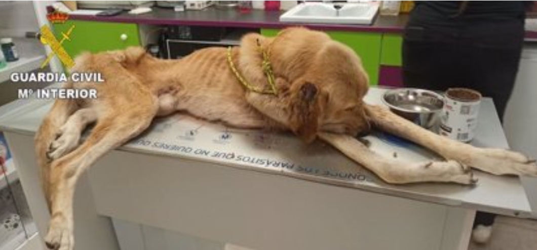 Investigado como presunto autor de un delito de maltrato animal