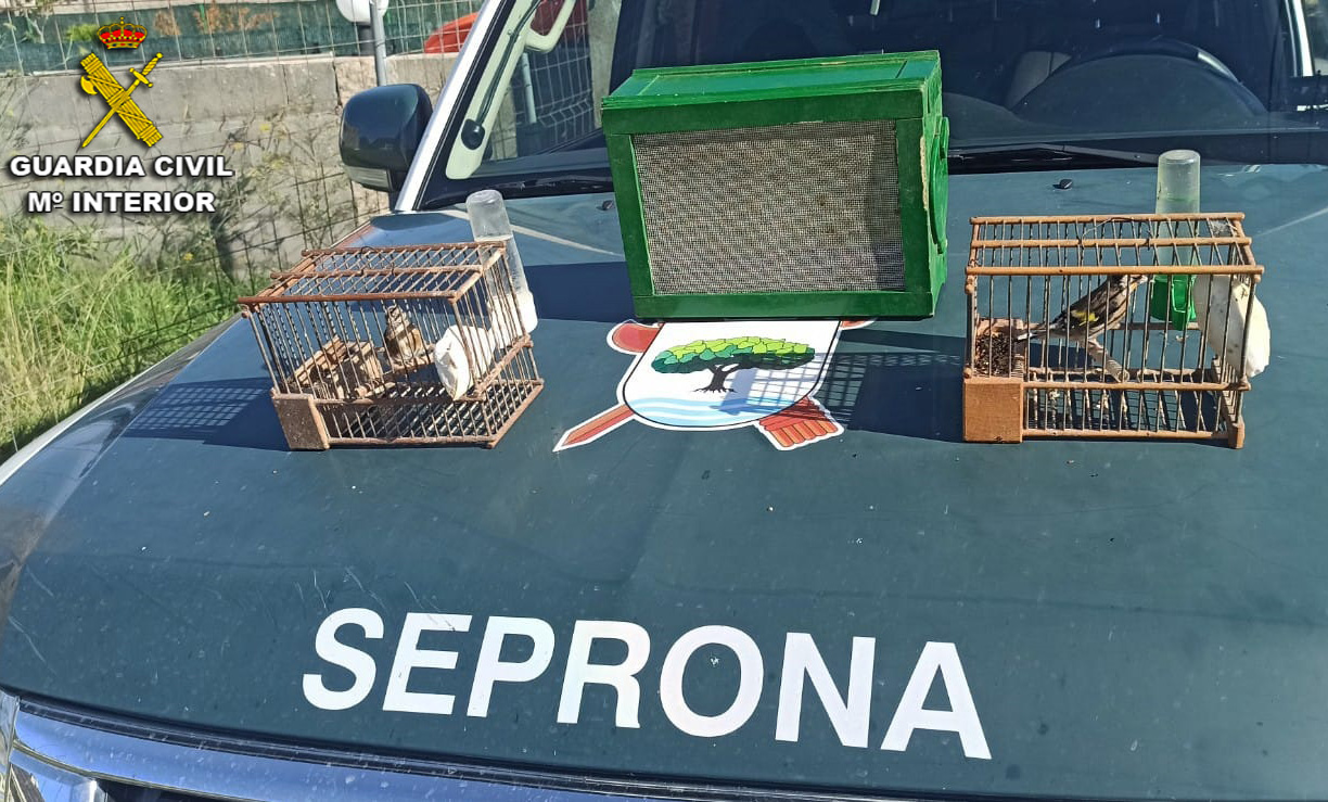Agentes del SEPRONA sorprenden a un furtivo capturando jilgueros, especie protegida en Galicia