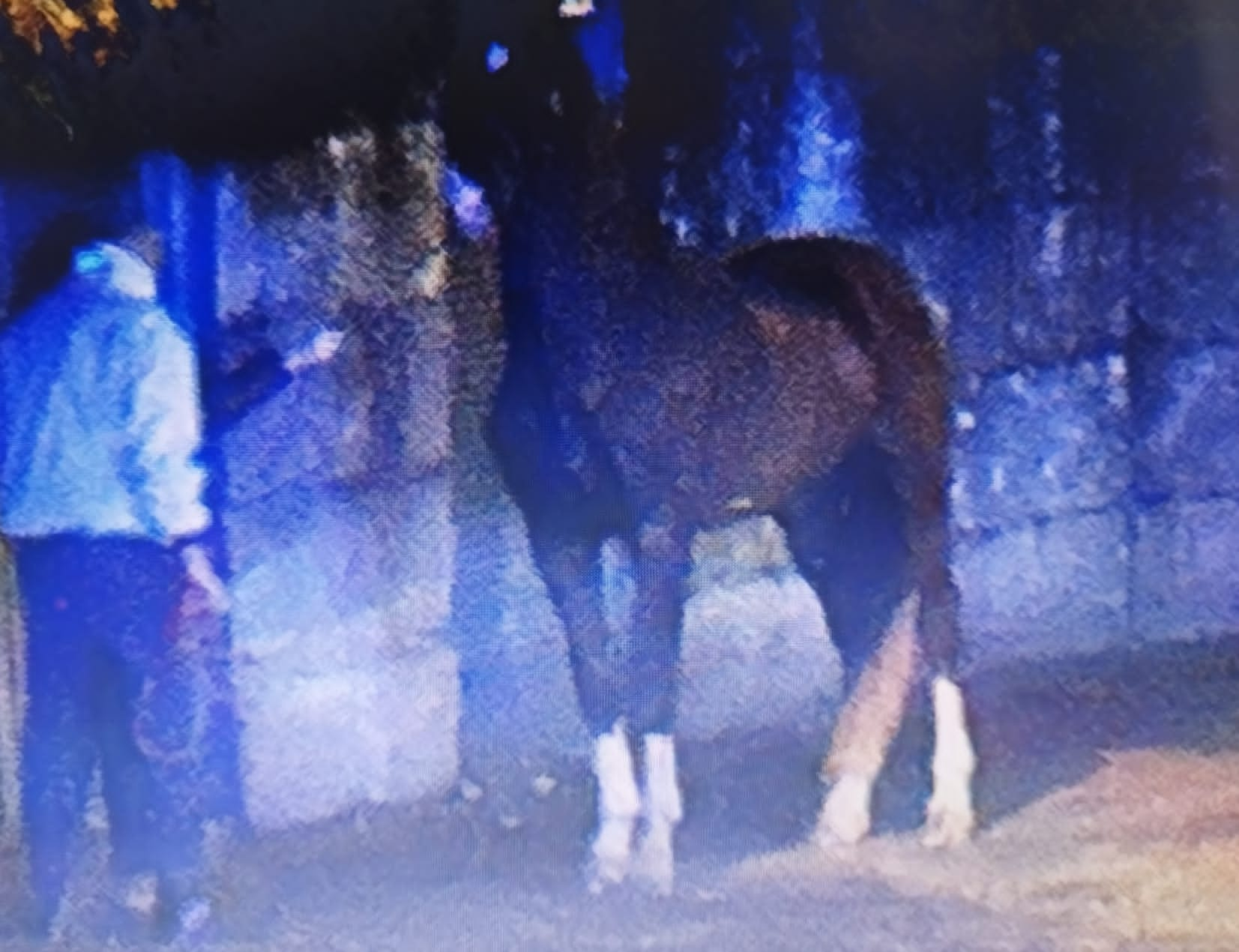 Un caballo al trote por Vigo