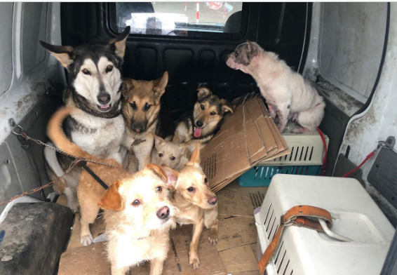 La Policía Local rescata a 7 perros que llevaban varios días sin comer