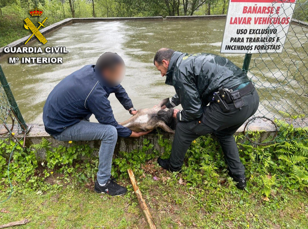 Rescatan a un caballo que se ahogaba, en un depósito de agua de Moaña