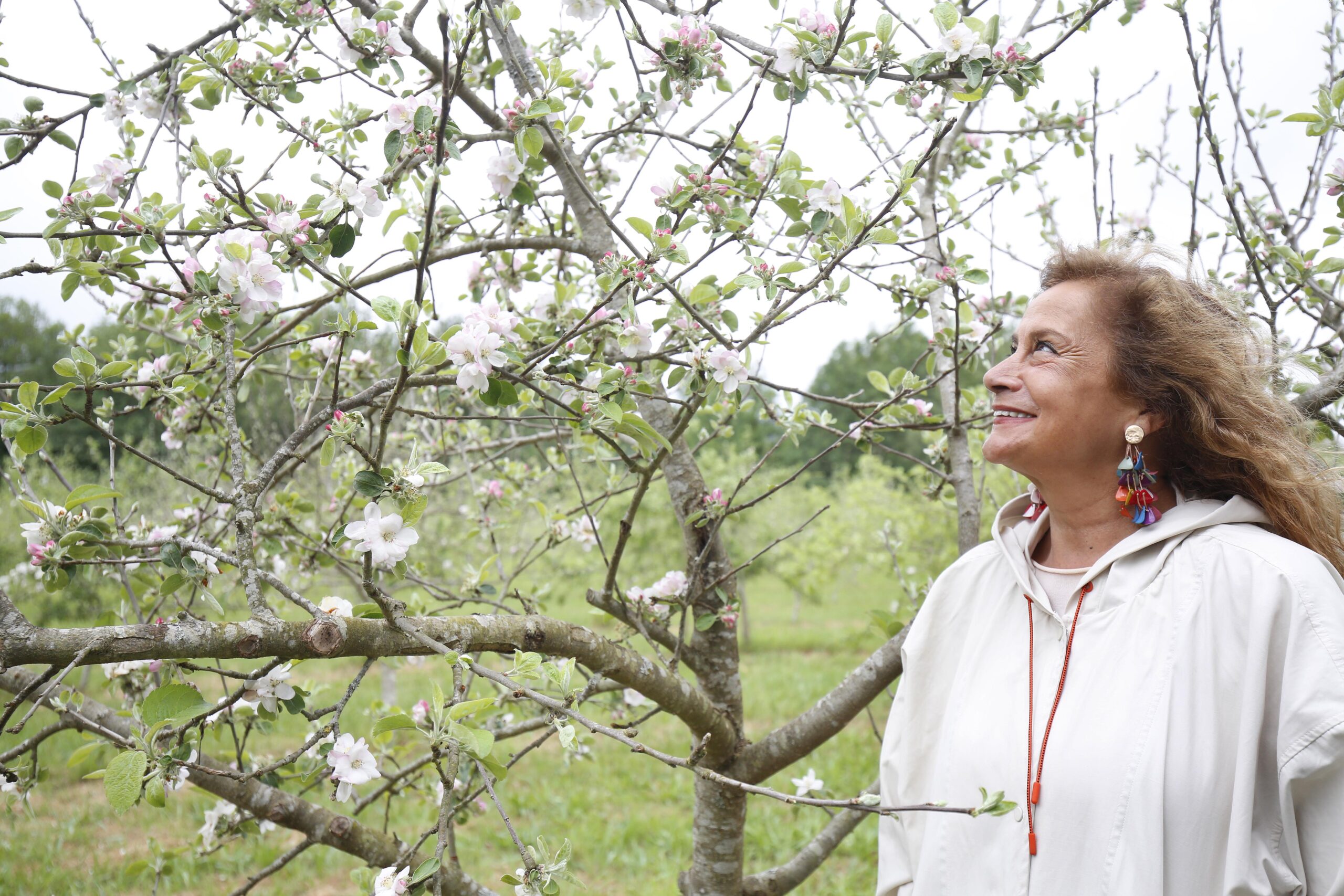 Esgotadas todas as prazas para as 'Rutas das Maceiras en flor', da Deputación