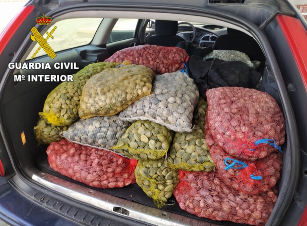 Interceptan un vehículo con 555 kilos de almeja sin ningún tipo de documentación
