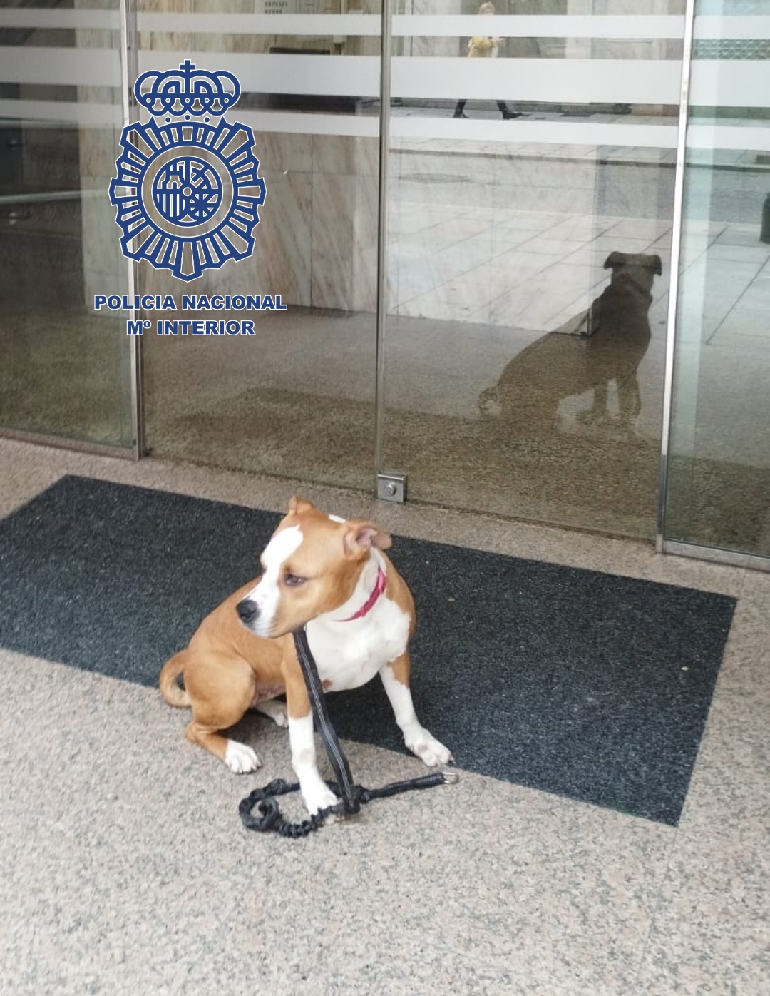 Detenido por robar un perro en la protectora