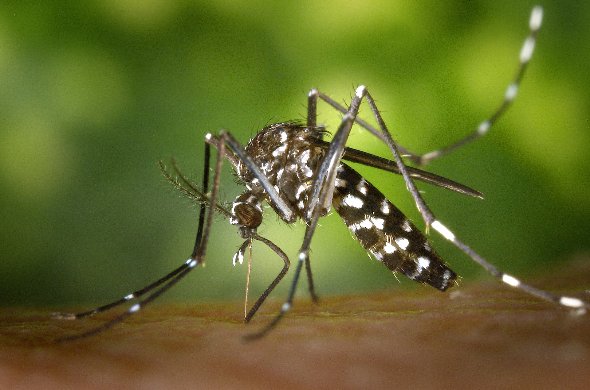 Alertan de la proliferación del 'mosquito tigre', por la combinación de tormentas y altas temperaturas