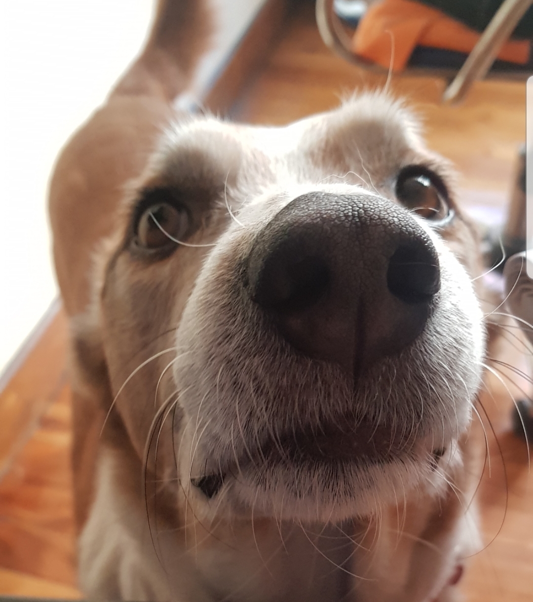 Tomiño pon en marcha unha nova xornada de adopción de cans e gatos
