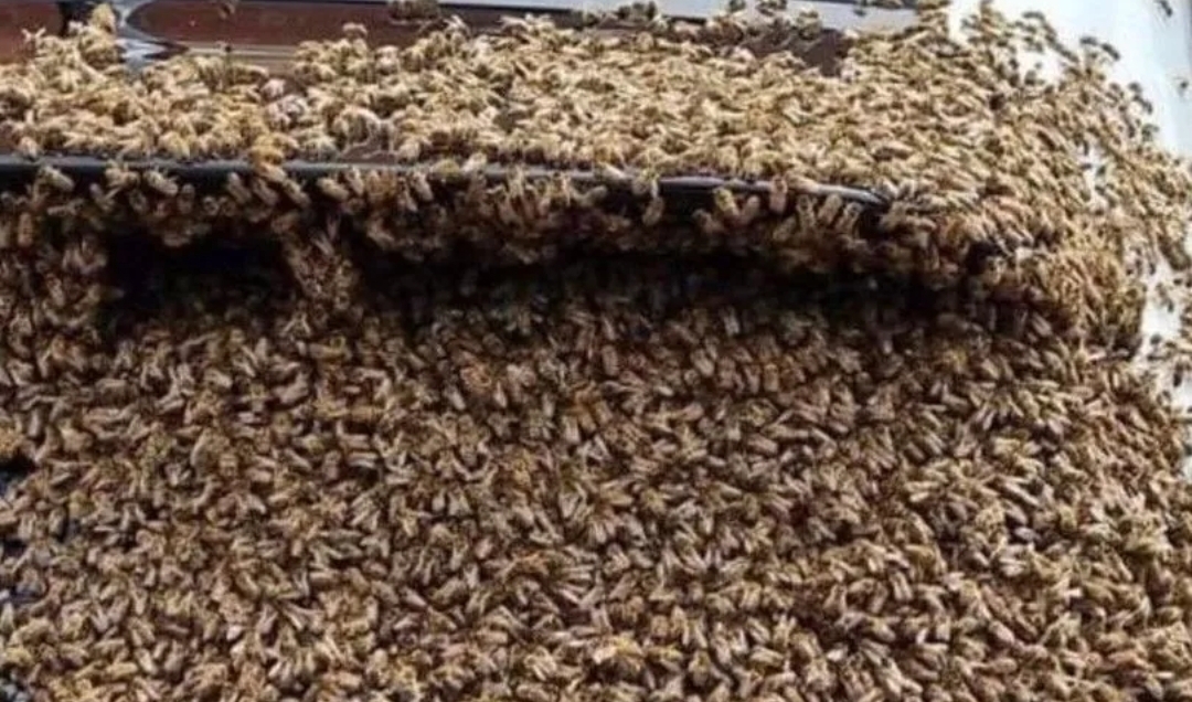 Un enjambre de abejas impide a un hombre acceder a su vehículo