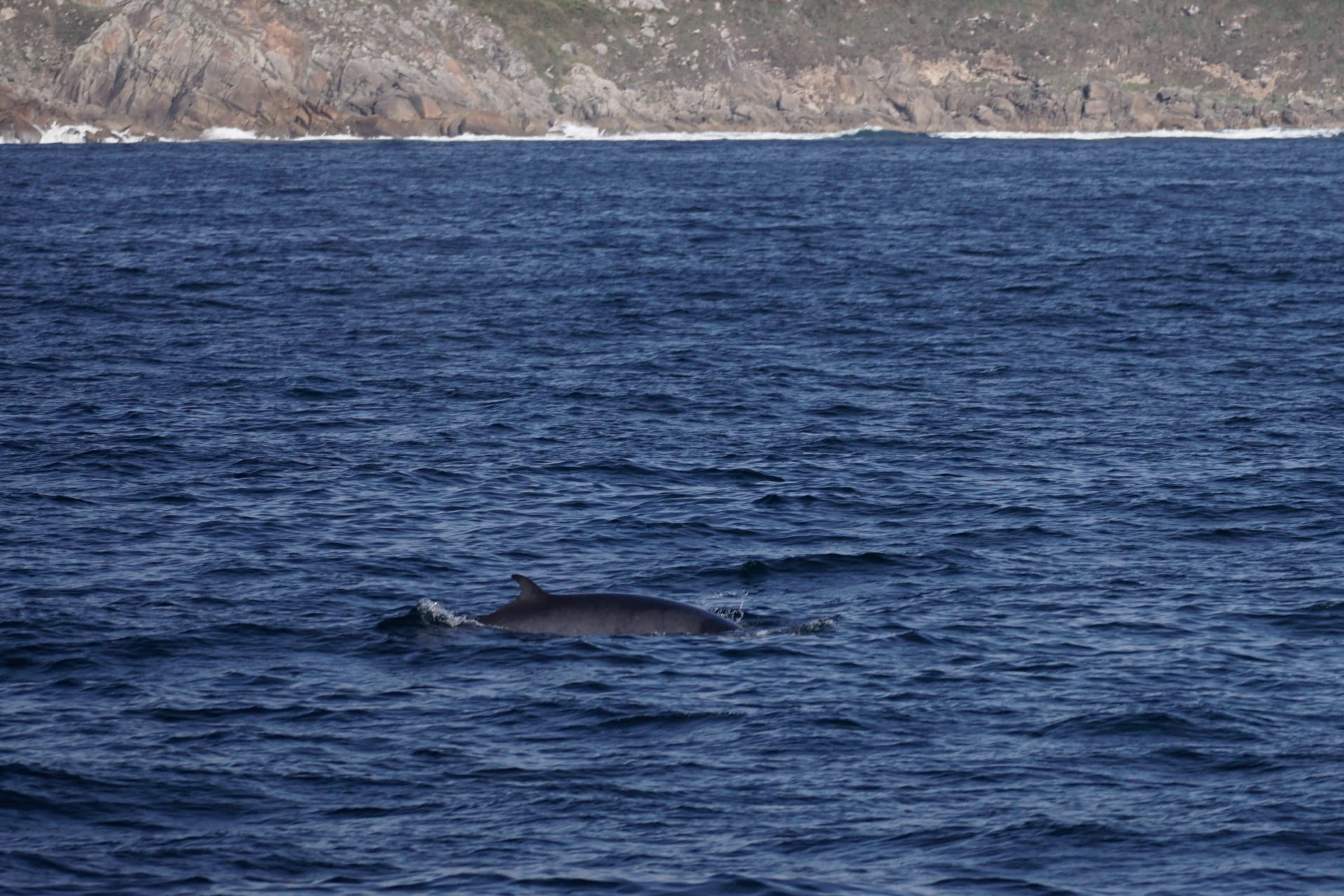 Vuelven las ballenas a la ría