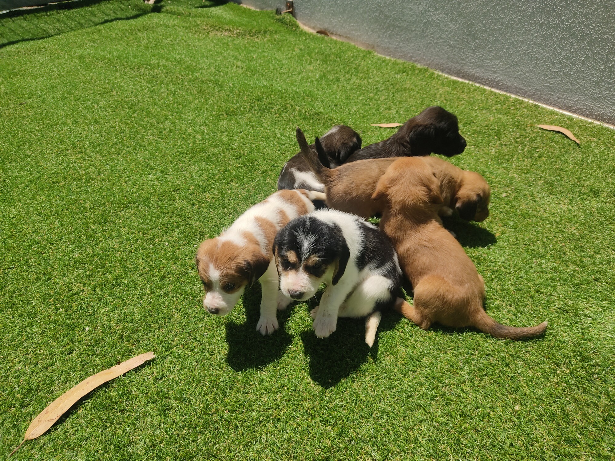 Rescatados seis cachorros arroxados a un colector en Moraña