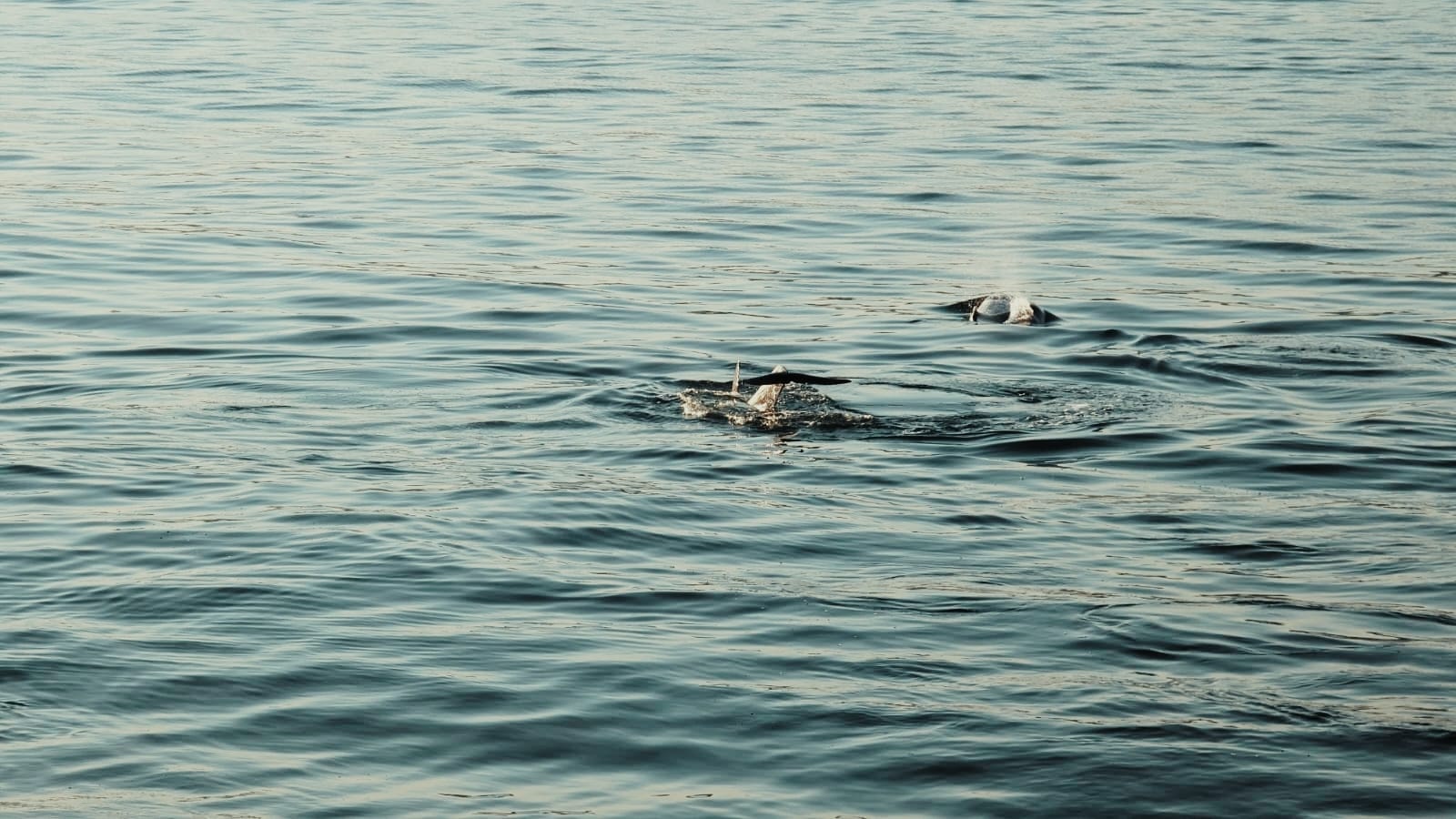 Las ballena siguen por Vigo
