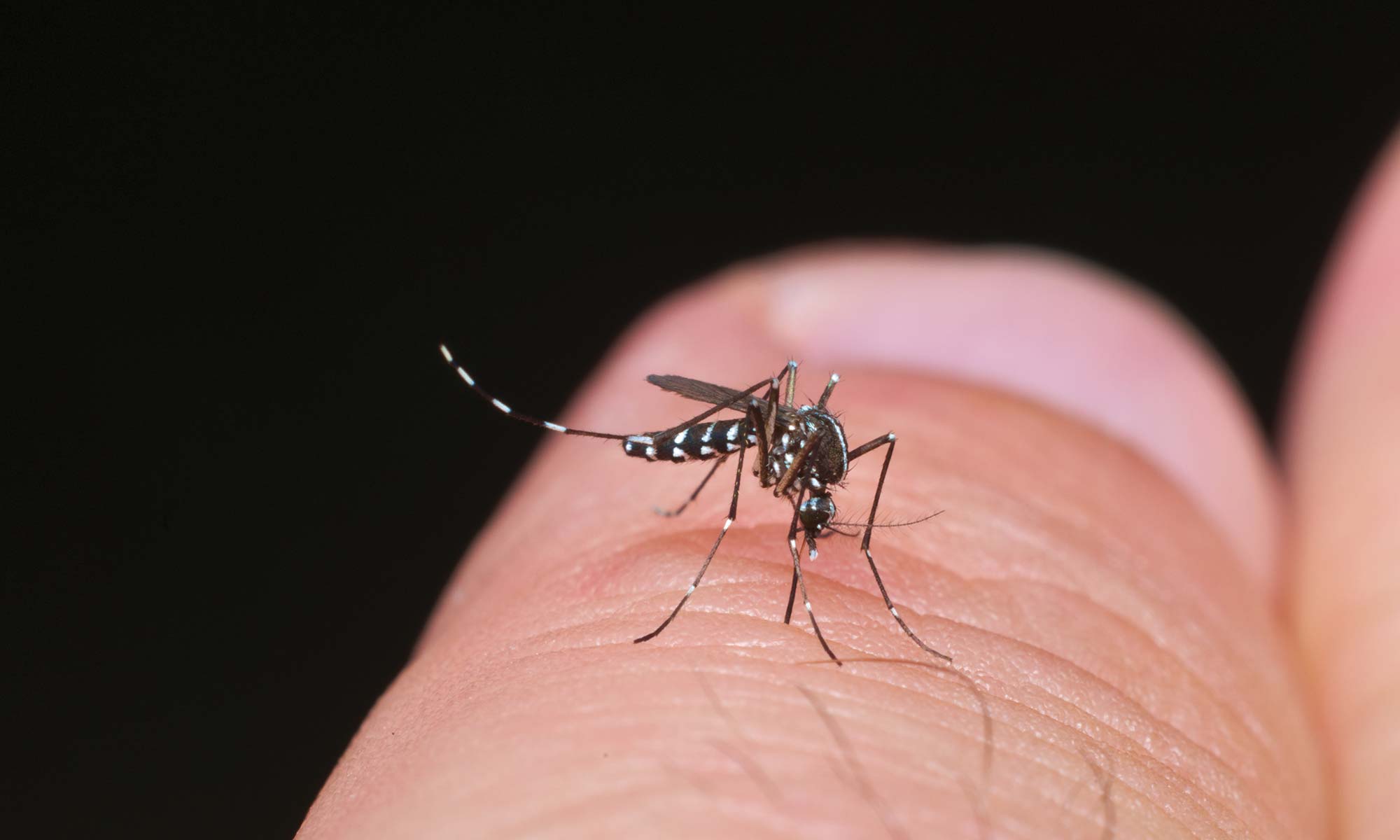 A Xunta confirma a presenza de 'mosquito tigre' en Redondela