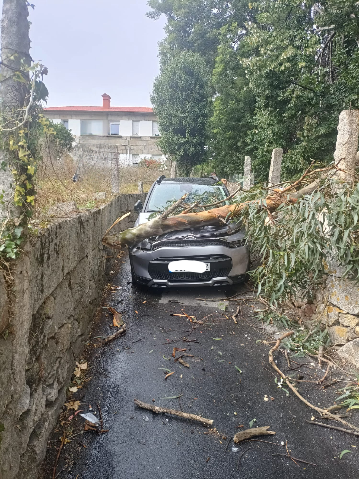 Una rama cae sobre un coche que circulaba por Vigo, en el cual iba una familia