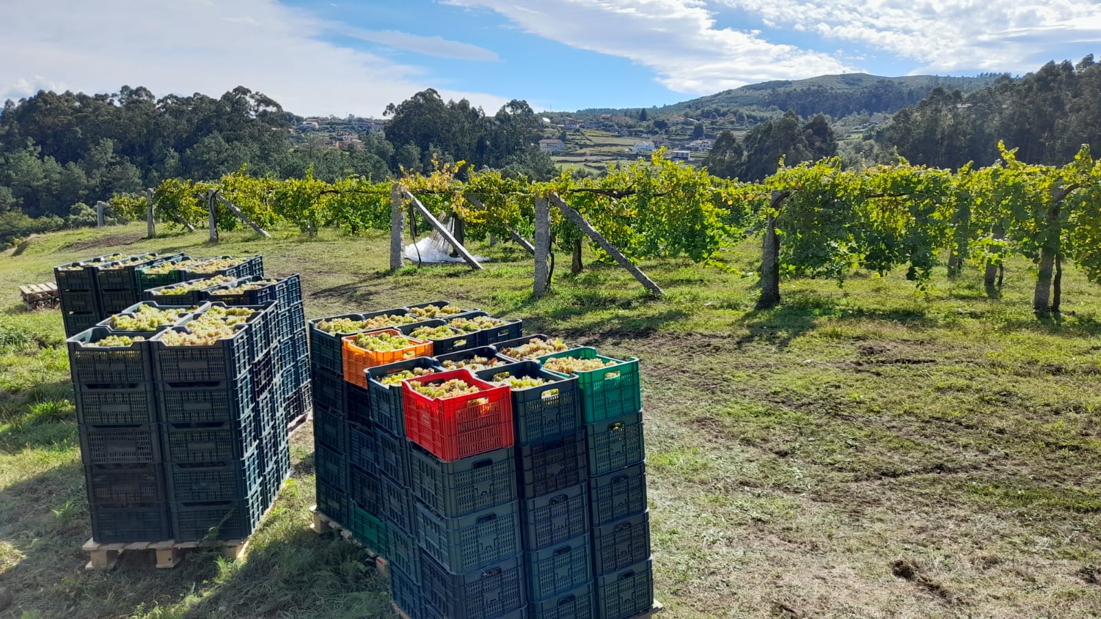 Recollidos preto de 17.000 quilos de uva na vendima do Castelo de Soutomaior