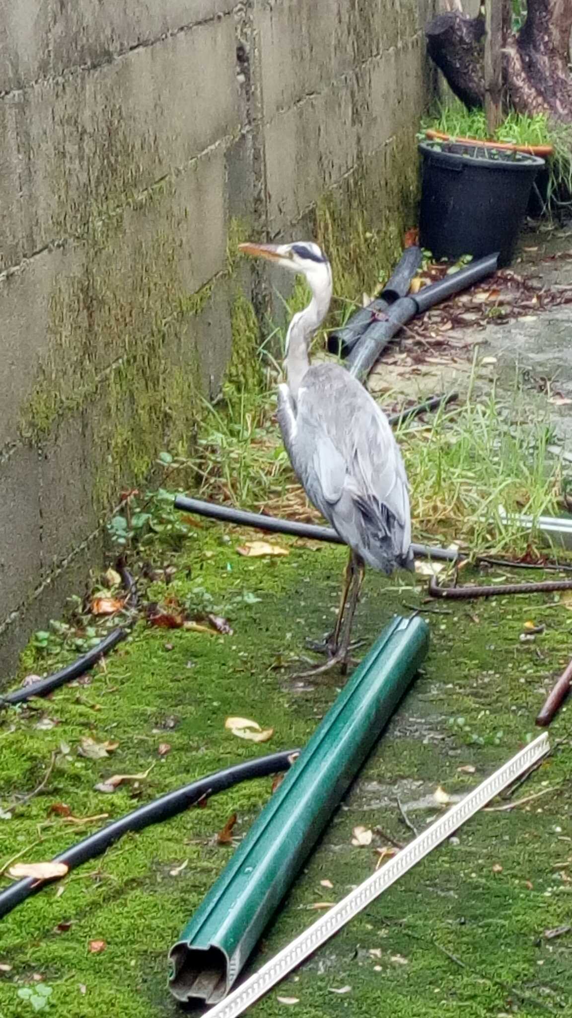 La Policía Local rescata una garza herida en el Camiño da Fonte