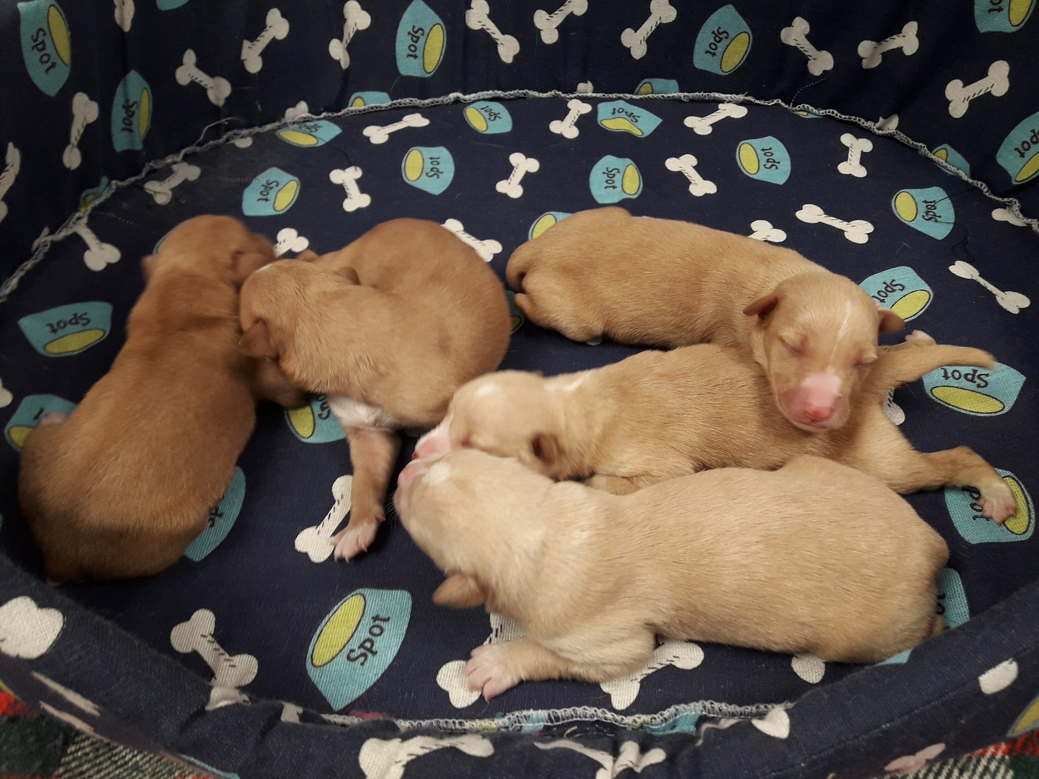 Rescatan a cinco cachorros de can arroxados a un colector nunha bolsa atada