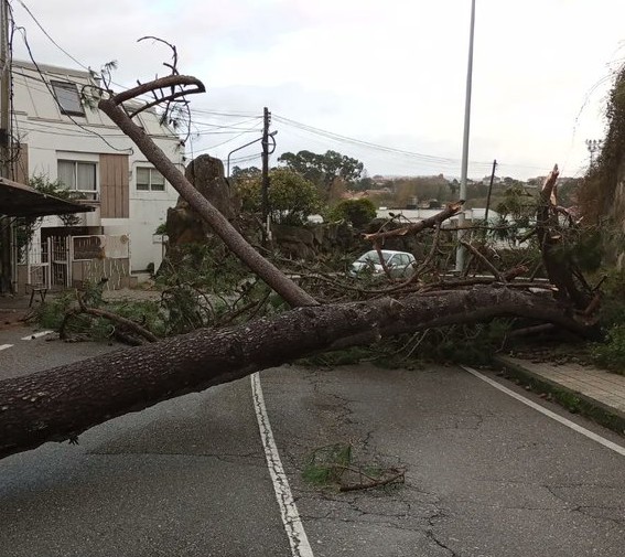 La caída de un gran árbol corta la zona Canido y deja a la zona sin electricidad