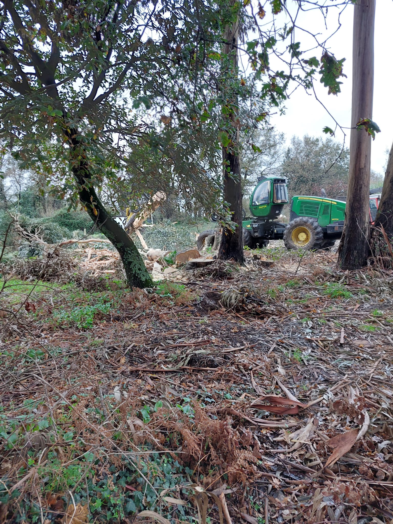 Concentración este xoves contra a corta de carballos en Navia