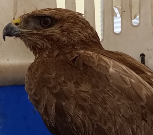 La Policía Local de Vigo recupera un águila ratonera que no podía volar