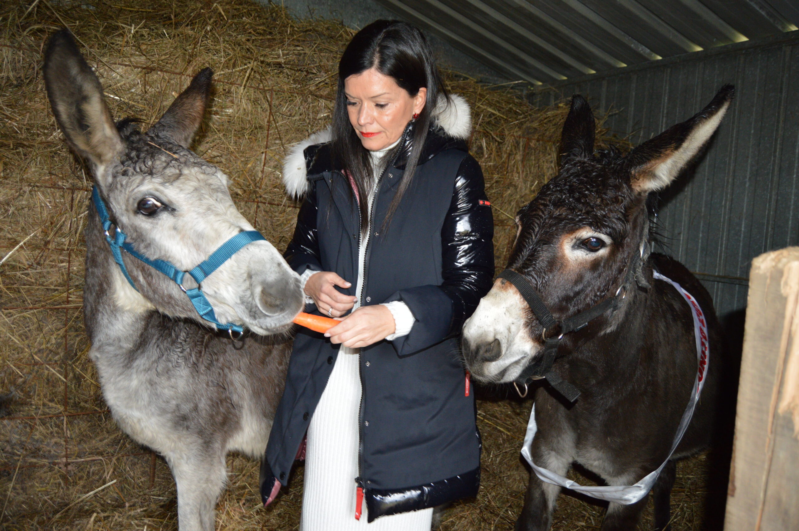 O burro máis bonito de Galicia, que está en Mos, terá herdeiro...ou herdeira