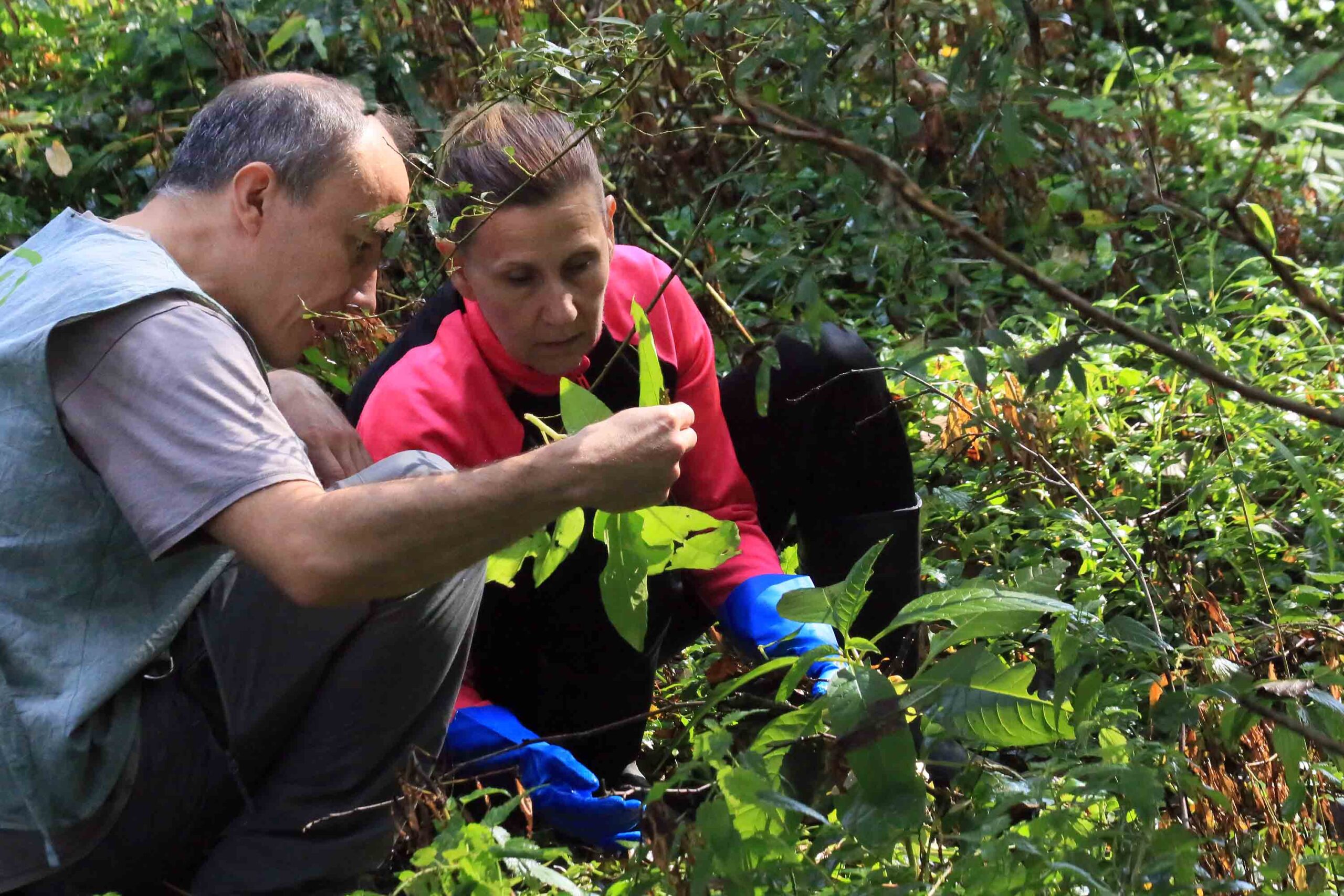 Buscan voluntarios para plantar árbores na ribeira do río Couso