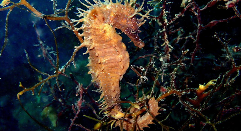 Investigaciones Marinas inicia el proyecto para conocer la situación actual de las poblaciones de caballitos de mar