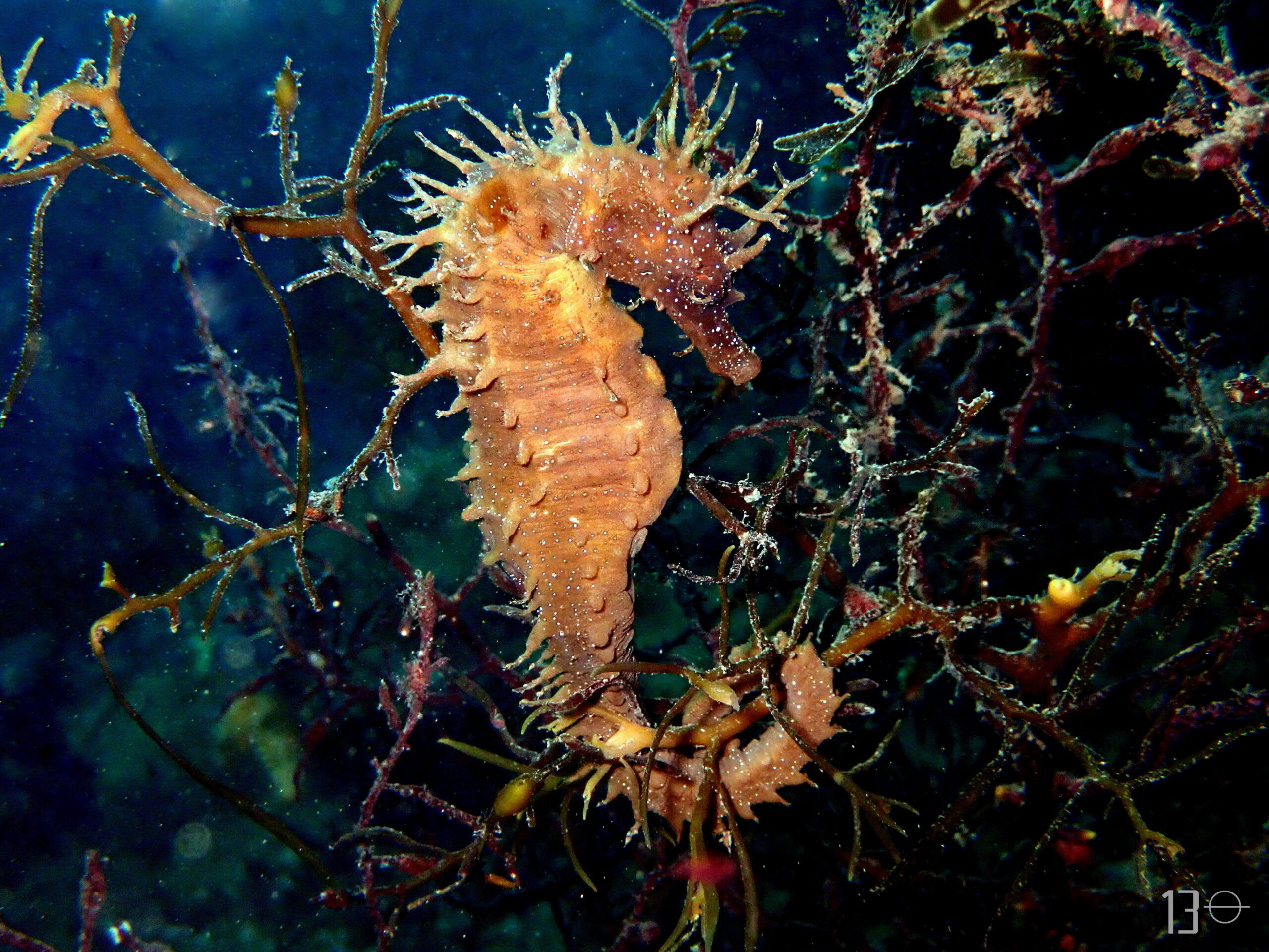 Investigaciones Marinas inicia el proyecto para conocer la situación actual de las poblaciones de caballitos de mar