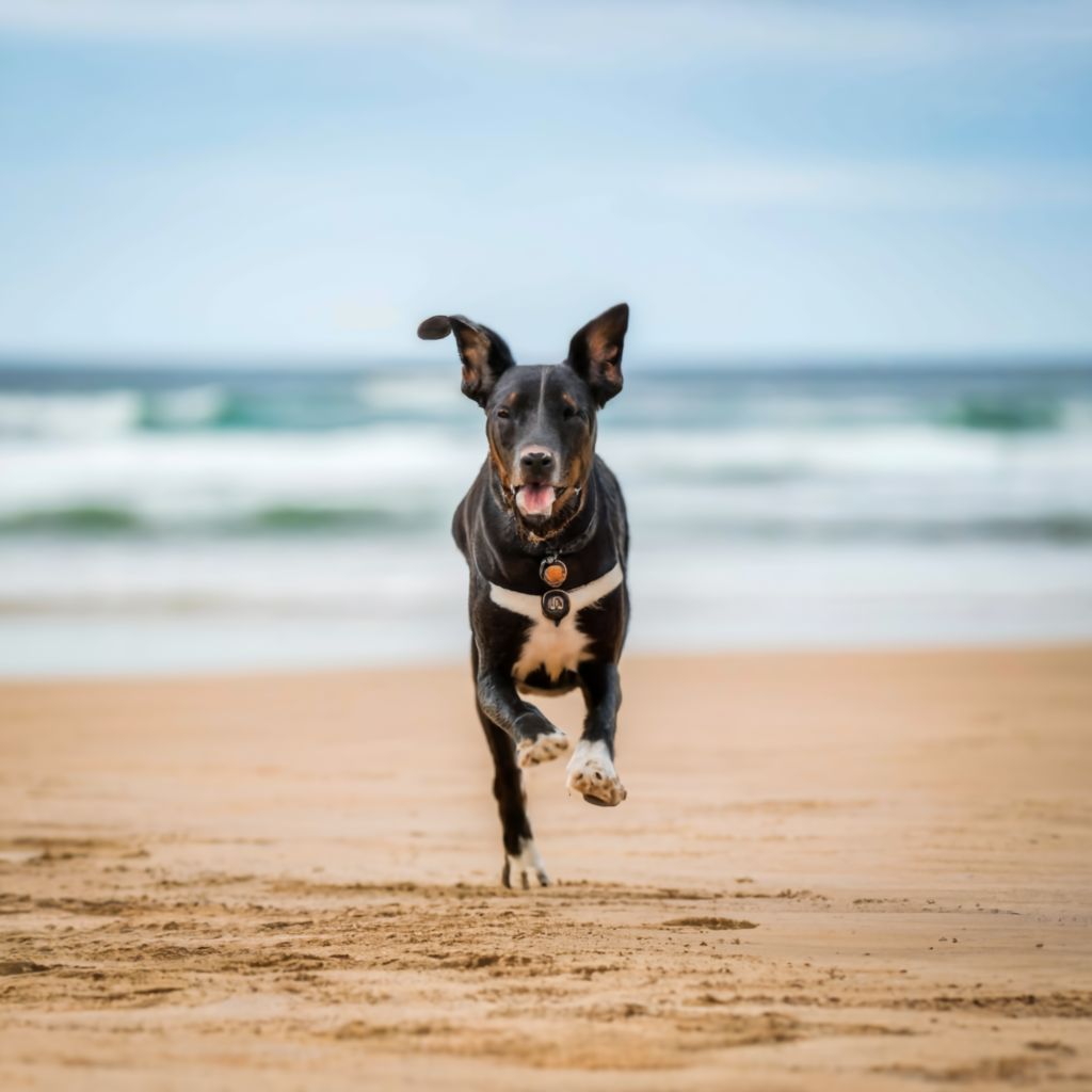 La Policía Local de Vigo multa a ocho dueños de perros por dejarlos sueltos por la playa