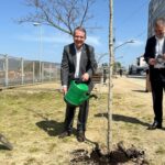 El BNG de Vigo cuestiona las cifras "inventadas" de árboles de Caballero y exige frenar el “arboricidio permanente”