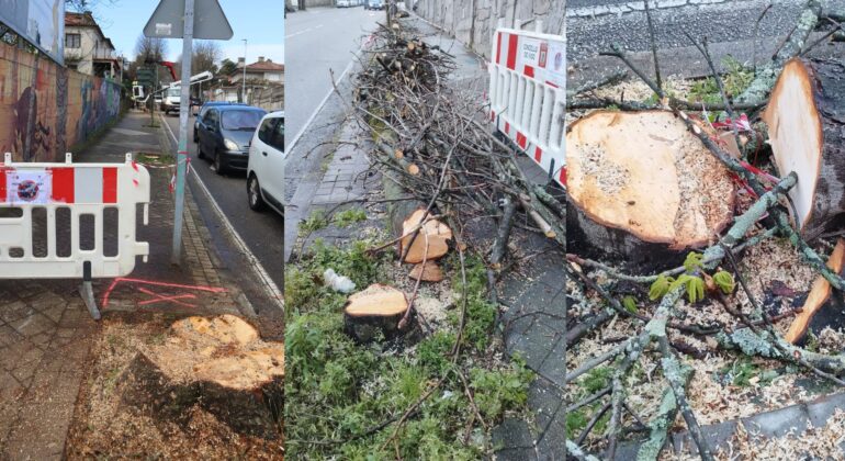 O BNG esixe a Abel Caballero que “garde a motoserra” logo dun "novo arboricidio” en Vigo