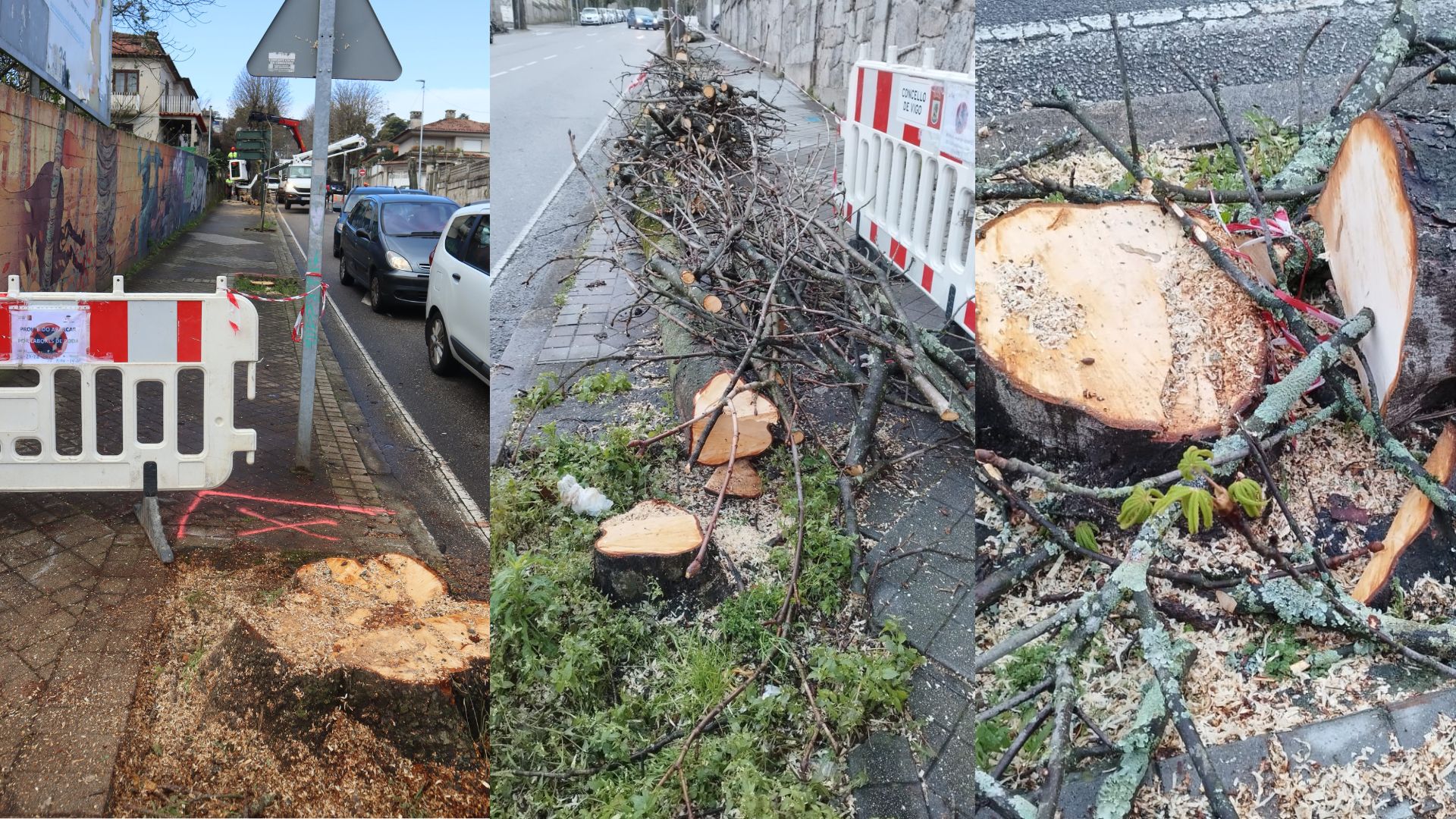 O BNG esixe a Abel Caballero que “garde a motoserra” logo dun "novo arboricidio” en Vigo