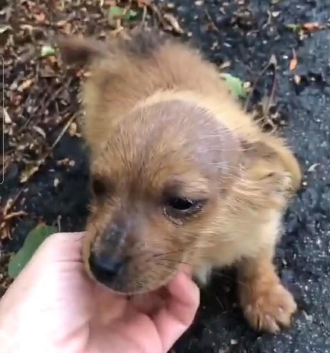 La protectora Os Biosbardos precisa encontrar acogida para este cachorro y su madre