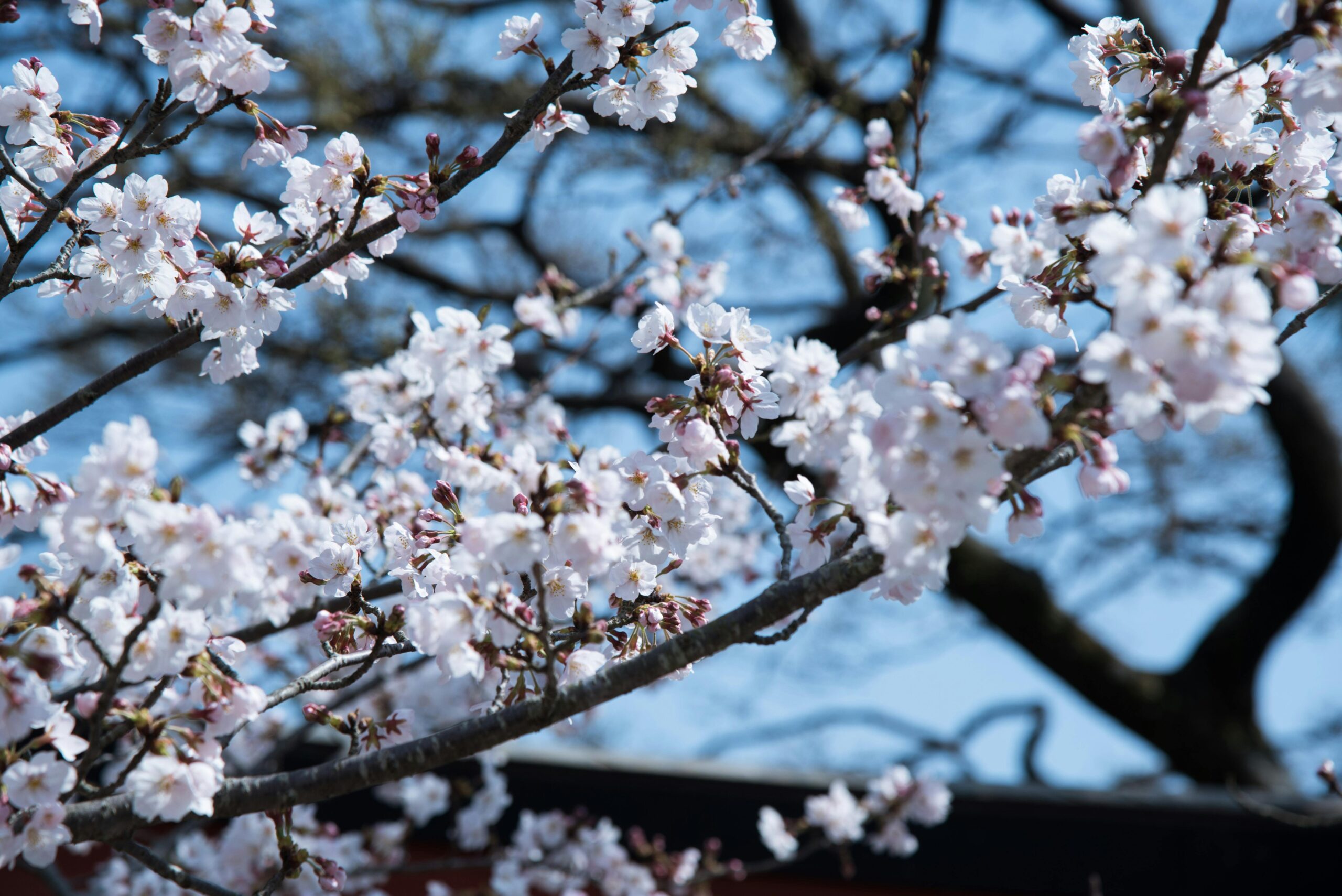 Este mércores ábrese a inscrición para participar nas “Rutas das Maceiras en Flor”