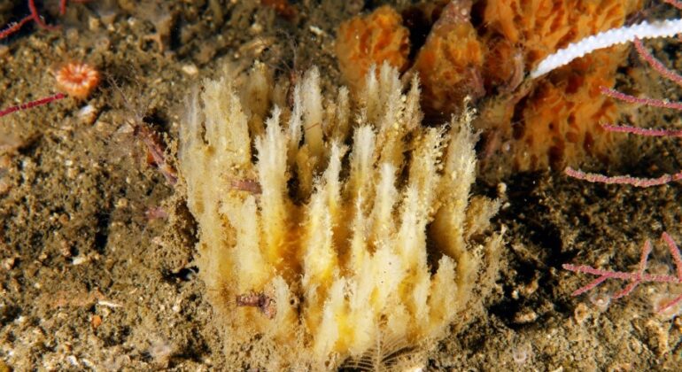 Científicos del Instituto de Oceanografia (IEO) descubren una nueva especie de esponja en Galicia