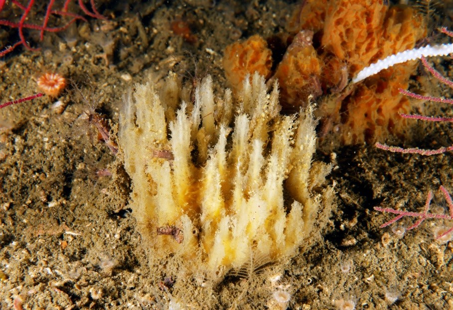 Científicos del Instituto de Oceanografia (IEO) descubren una nueva especie de esponja en Galicia