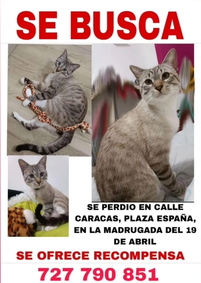 Buscan a este gato perdido en la zona de la Praza de España