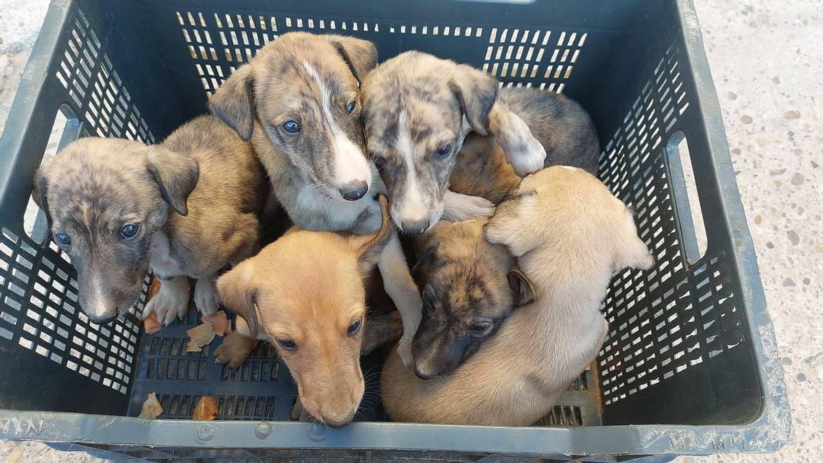 Abandonamos más de 300.000 animales cada año